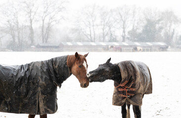 Two horses play-fighting in the falling snow in winter
