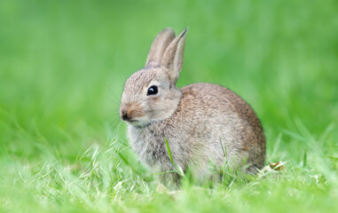 Close up of a rabbit  sitting in green grass