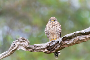 Close up of a common kestrel perched in a tree
