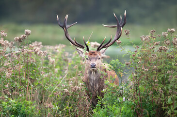 Close up of a red deer stag in flowers