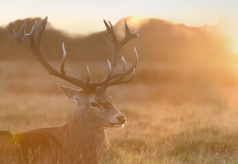 Close up of a Red Deer at sunrise