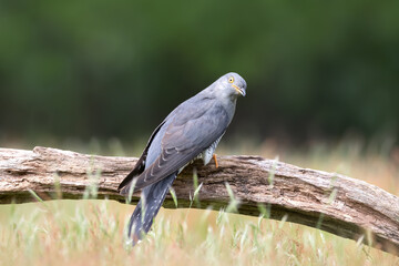 Close up of a Common Cuckoo perched on a tree
