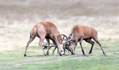 Naklejka na ściany i meble Red deer stags fighting during rutting season in autumn