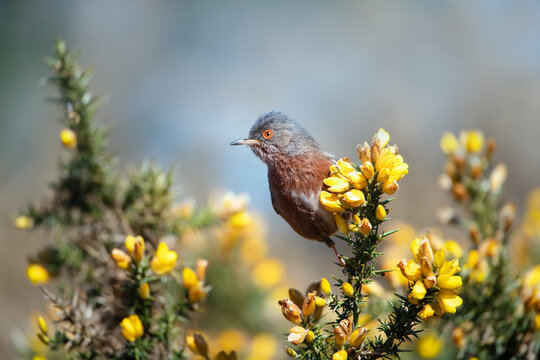 Close up of a Dartford warbler perched on a gorse