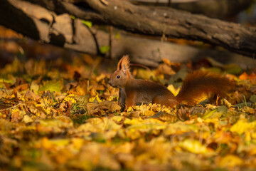 European squirrel running in the autumn season on golden leaves