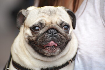 spoils a pug in the collar in the hands of the hostess
