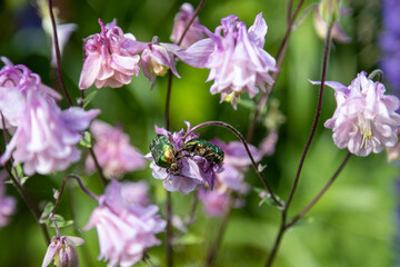 Two Golden Rose Beetles forage on pink flowers
