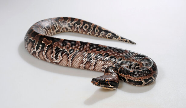 Sumatra Python // Buntpython, Sumatra-Kurzschwanzpython (Python curtus)