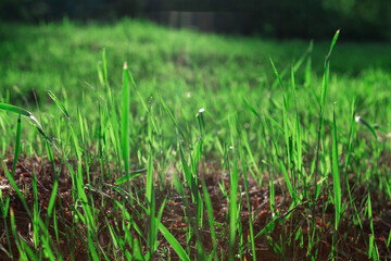 Grass on the ground . Green natural background . Springtime grass growing