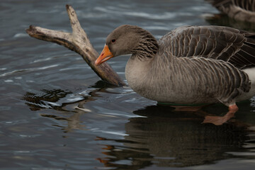 two greylag geese, Anser anser, sit on a branch in the water