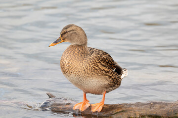 Beautiful female, brown duck, Anas platyrhynchos, on the branch in lake
