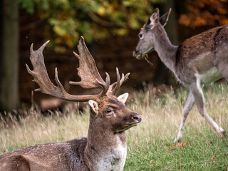 A portrait of a male fallow deer lying on a forest meadow, in the background a female deer is walking.