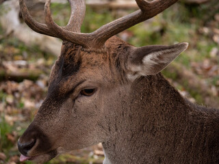 Portrait of a fallow deer on a glade