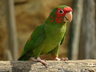 Perruche