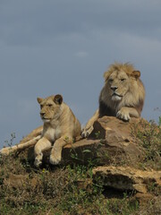 Obraz premium Couple de lions