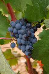 Vi&ntilde;edos de la DO Jumilla, que es una de las m&aacute;s antiguas de Espa&ntilde;a. Su superficie se extiende por dos CCAA, Murcia y Castilla-la Mancha.