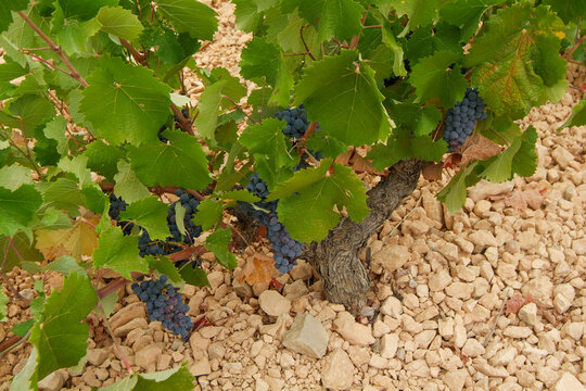 Vi&ntilde;edos de la DO Jumilla, que es una de las m&aacute;s antiguas de Espa&ntilde;a. Su superficie se extiende por dos CCAA, Murcia y Castilla-la Mancha.