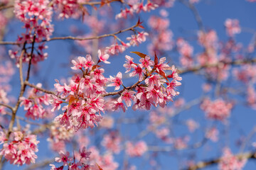 Pink sakura flower, Cherry blossom ,Himalayan cherry blossom