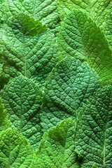 Mint leaves background.
