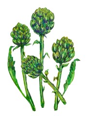 Set of watercolor artichokes, hand drawn illustration