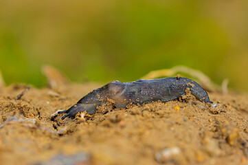 Slugs are shellless gastropod molluscs of the order Pulmonata.