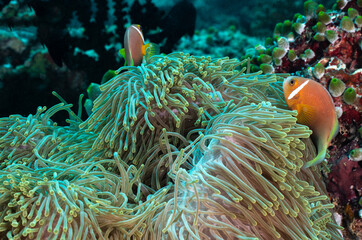 Clownfish swimming around their anemone