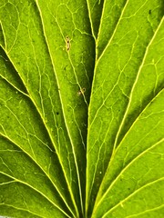 Macro photograph of green leaf 