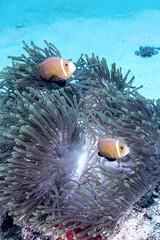 Beautiful picture of Clownfish upon reopening by predators on its anemone