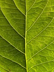 Close up of green leaf 