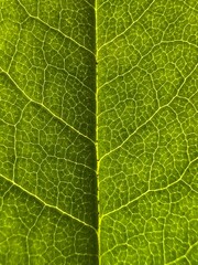 green leaf texture