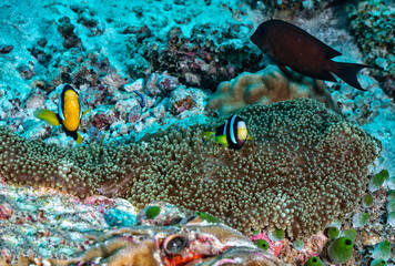 Clownfish swimming around their anemone