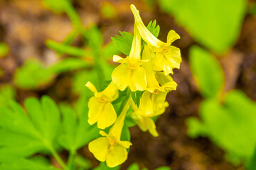 yellow spring Siberian flower whose inflorescences provide nectar and food for insects