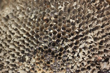 wasp nest made of paper 
