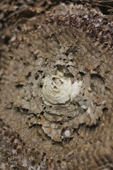 Wasp nest closeup 