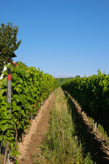 Fototapeta na wymiar Vineyards near Bodenheim, Rheinland Pfalz, Germany. Summer morning. Wine region. Vertical image.