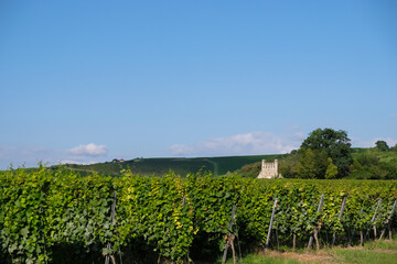 Fototapeta na wymiar Wine region of Germany. Old building with the inscription Bodenheim 1904 in the vineyard.