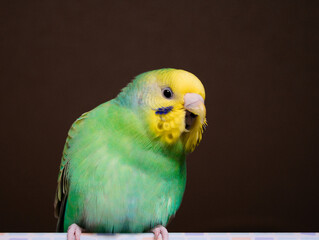 さえずるセキセイインコのアップ