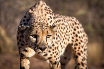 Cheetah in the savannah