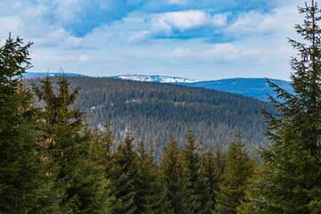 Beautiful panorama of mountains covered with snow over high old trees