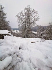 Frischer Schnee auf kahlen Bäumen