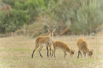 The mountain goat or Iberian ibex is one of the species of bovidae of the genus Capra