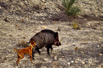Sus scrofa. It is an artiodactyl mammal of the Suidae family.