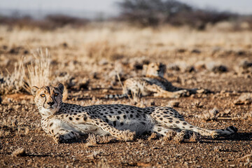 Cheetah on the ground