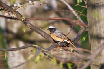 Gartenrotschwanz (Phoenicurus phoenicurus) Männchen in der Oberlausitz