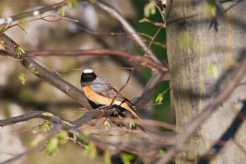 Gartenrotschwanz (Phoenicurus phoenicurus) Männchen in der Oberlausitz