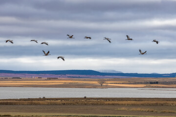 Flock of Cranes Returning to Gallocanta Lagoon, Spain