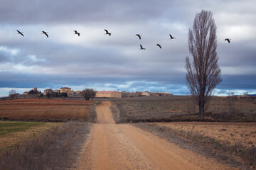 Flock of Cranes Returning to Gallocanta Lagoon, Spain