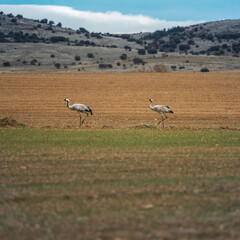 Obraz na płótnie Canvas Cranes in the Gallocanta Lagoon Natural Park, Spain