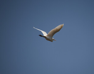 Fototapeta na wymiar heron bird is flying. in the blue sky