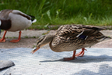 Stockente bei einem Ausflug in einen Garten